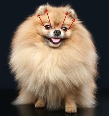 pomeranian-ear-set-and-size